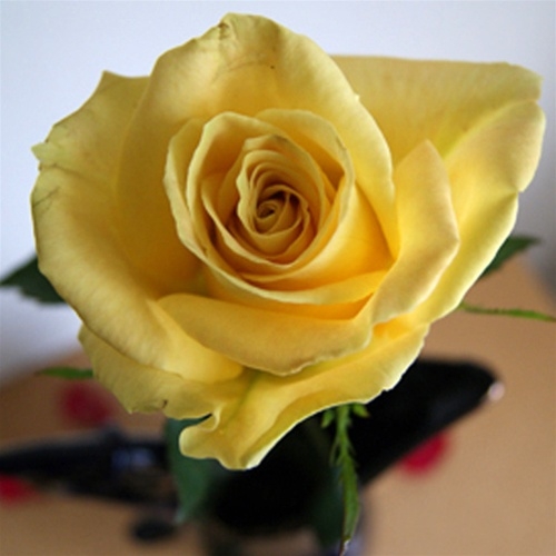 Skyline Yellow Rose 20