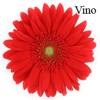 Vino Gerbera Daisies - 72 Stems