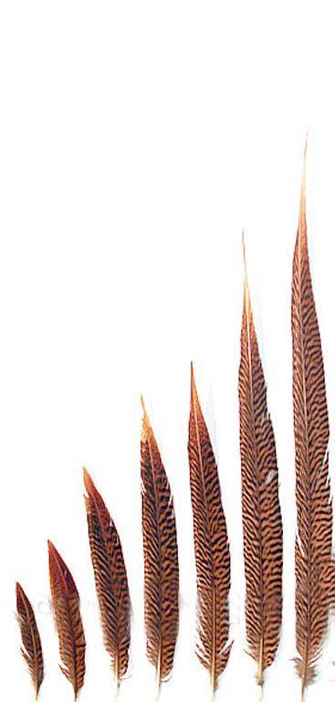 10 Pieces - 10-12 Natural Brown Ringneck Hen Pheasant Tail Feathers