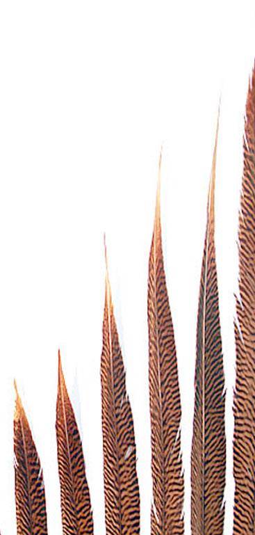 Golden pheasant feathers