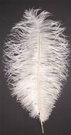 19-24 Ostrich Feathers - Black (Pack of 12)