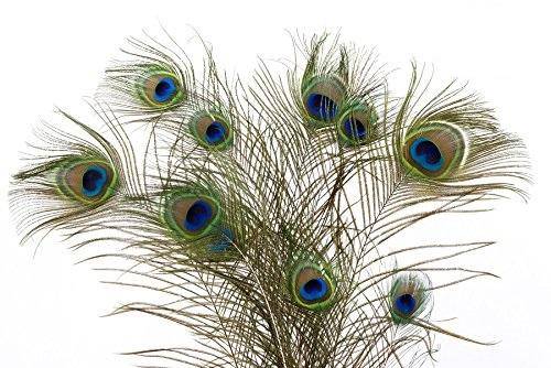 Natural Peacock Feathers