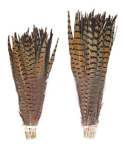 Ringneck Pheasant Feathers - 14-16