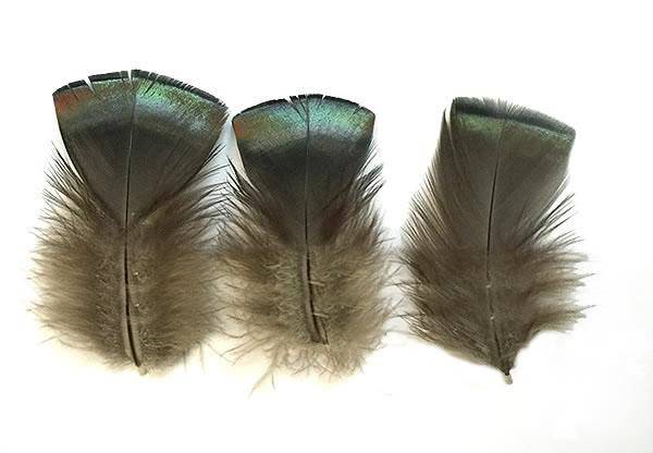 Barred Turkey Pointers Feathers - Natural