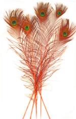 50 Pieces - 20-25 Orange Dyed Over Natural Long Peacock Tail Eye Wholesale  Feathers (Bulk)