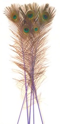 Dyed Purple Peacock Feathers 35''-40'' (Pack of 100)